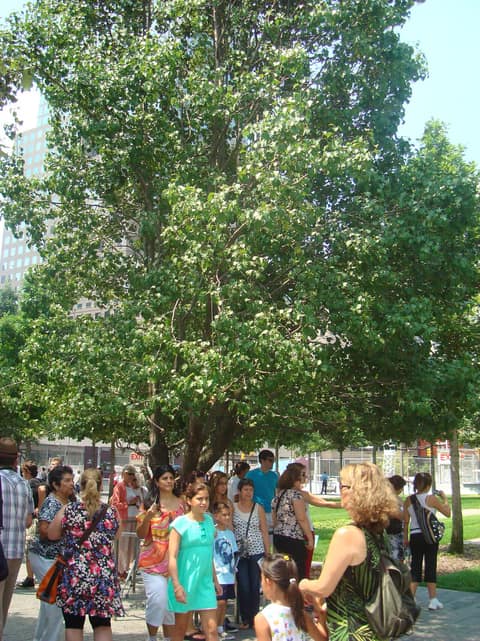 The Survivor Tree